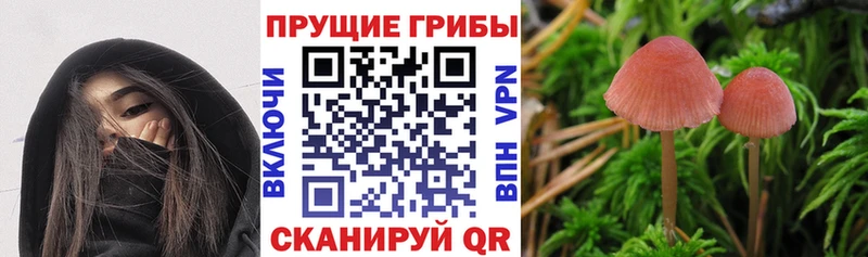 Галлюциногенные грибы Psilocybine cubensis Кирово-Чепецк